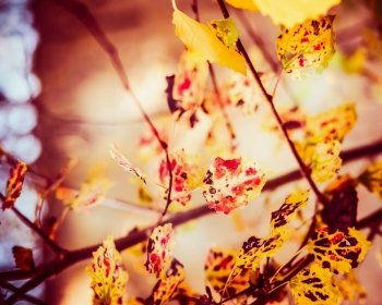 Autumn leaves in garden or park   fall nature background