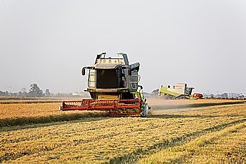 Modern combine harvester in a rice field during harvest time  piemonte  Italy