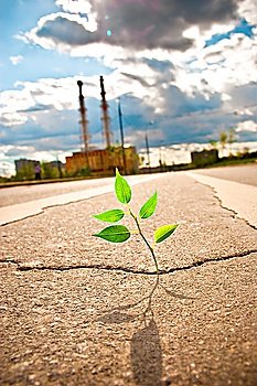 Young plant makes the way through asphalt on city road