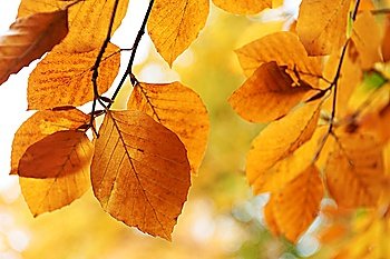 leaves from a beech tree at autumn time