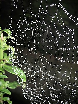Spider net with dew