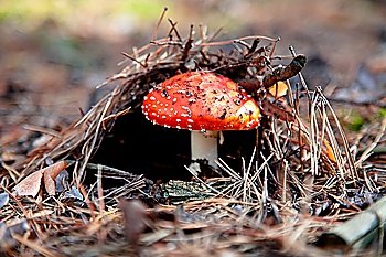 Red amanita mushroom in the forest