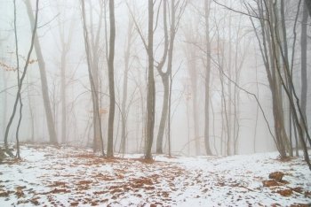 Winter snowy forest in the dense fog