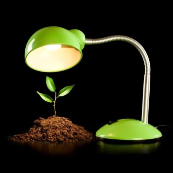 Young sprout and table lamp on a black background 