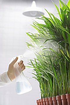 Scientist spraying plants