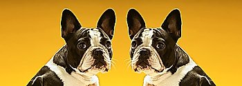 Portrait of symmetrical French Bulldogs over yellow background