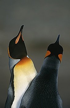 UK  South Georgia Island  two King Penguins doing mating dance  close up