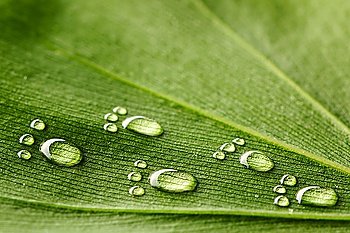 Beautiful water footprint drops on a leaf close-up