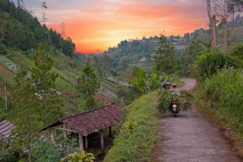 Transporting grass in the countryside from Java Indonesia at sunset