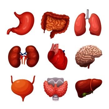 Image Details IST_15213_12155 - Human internal organs. Cartoon brain and  heart, liver and kidneys. Vector body parts isolated. Illustration of human  organ, stomach and liver, heart and internal anatomy. Human internal organs.