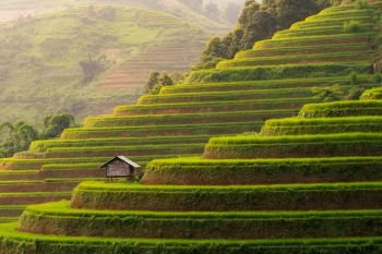 Paddy rice terraces  agricultural fields in countryside or rural area of Mu Cang Chai  Yen Bai  mountain hills valley on summer in South East Asia  Vi