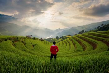 An Asian man watching at paddy rice terraces  agricultural fields in countryside of Mu Cang Chai  Yen Bai  mountain hills valley on summer in travel t