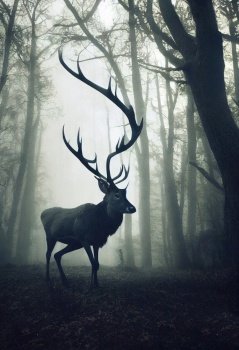 majestic stag in autumn forest