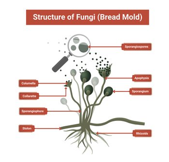 Close-up Illustration Of Bread Mold, Black Fungus Occur On Bread