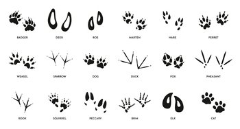 Animal tracks. Footprint animals, goose track. Isolated black