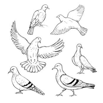 love dove bird drawing