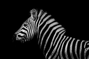 close up from a zebra at Kruger s Nationalpark  South Africa