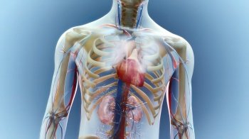 Human Circulatory System Heart Beat Anatomy Concept3D illustration Human Circulatory System Heart Beat Anatomy Concept 3D