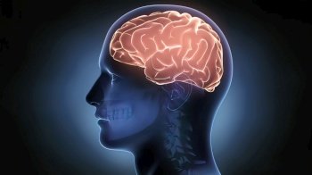 Brain-Left Hemisphere On A Black Background 3D illustration Brain-Left Hemisphere On A Black Background