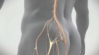 3D Medical 3D illustration of transparent man on white background Left lower lower back nerve problem Left lower lower back nerve problem 3D Medica