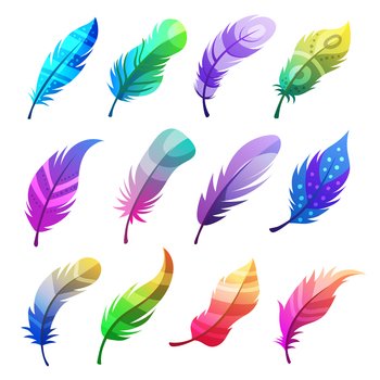 Colorful detailed bird feathers Royalty Free Vector Image