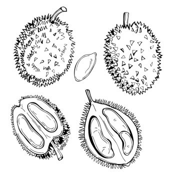 durian clipart black and white