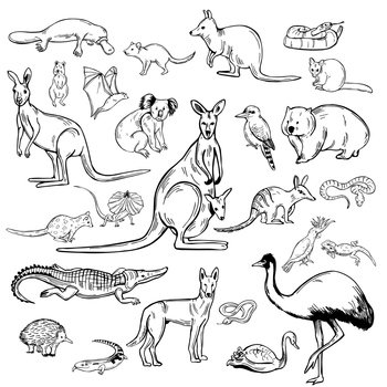 Image Details IST_35826_00934 - Hand drawn animals and birds of Australia.  Vector seamless pattern.. Animals and birds of Australia.
