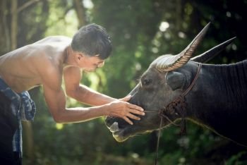 Farmer with buffalo look at the eyes  Asia man farmer give love for his buffalo water in field countryside - Care love animal engagement owner