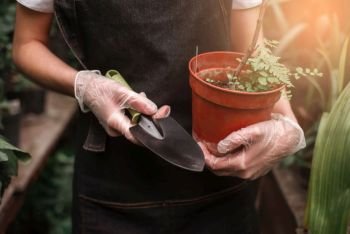 Female gardener rsquo;s hands in gloves holding pot with plant and shovel