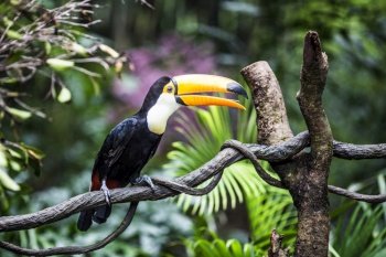 Fantastic toucan on a branch