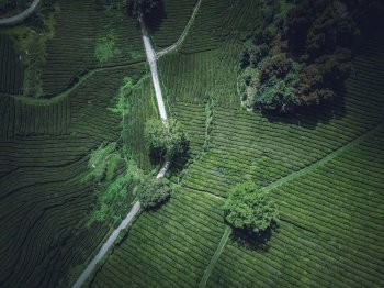 Beautiful overhead aerial shot of a green agricultural field A beautiful overhead aerial shot of a green agricultural field