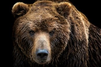 Front view of brown bear isolated on black background Portrait of Kamchatka bear (Ursus arctos beringianus)