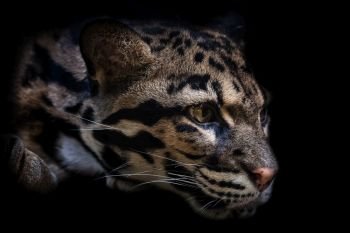 Portrait of beautiful Clouded Leopard isolated on black background  Leopard cat on a darkness (Neofelis Nebulosa)
