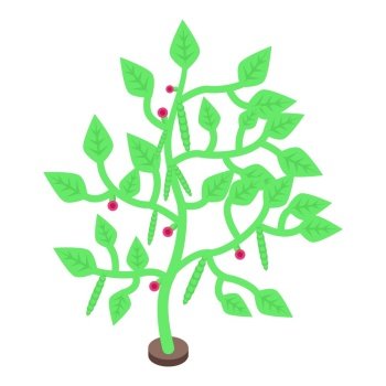 soybeans plant vector