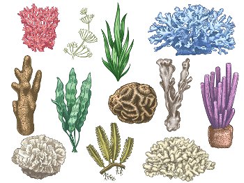 marine ocean plants drawing