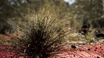 INH_19017_15197