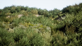 INH_19017_15411
