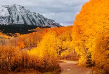 Colorful yellow autumn in Colorado  United States Fall season