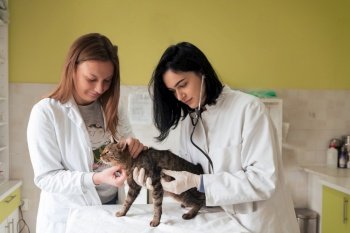 Veterinary team for treating sick cats  Maintain animal health Concept  checking hearth with stethoscope  animal hospital Preparing cat for surgery b
