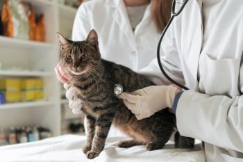 Veterinary team for treating sick cats  Maintain animal health Concept  checking hearth with stethoscope  animal hospital Preparing cat for surgery b