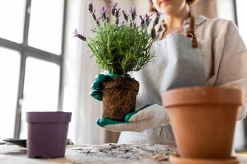 people  gardening and housework concept - close up of woman in gloves planting pot flowers at home close up of woman planting pot flowers at home