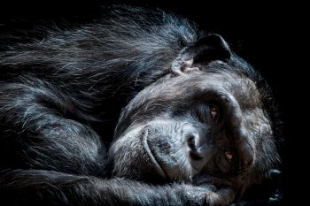 Portrait of the chimpanzee (Pan Troglodytes)