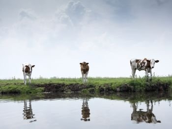 red and white calves in green grassy meadow reflected in water of dutch canal in the netherlands