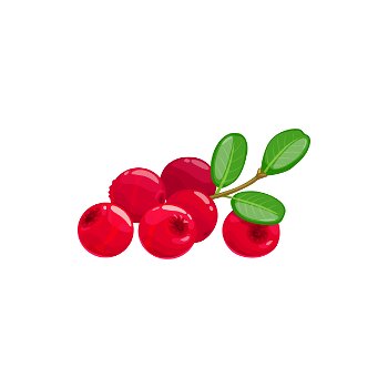 cranberry vector