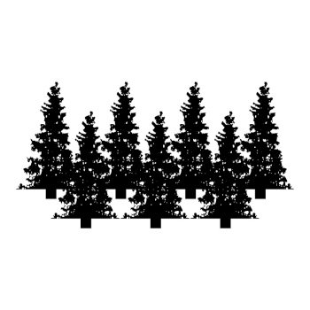Forest background, nature, landscape. Evergreen coniferous trees
