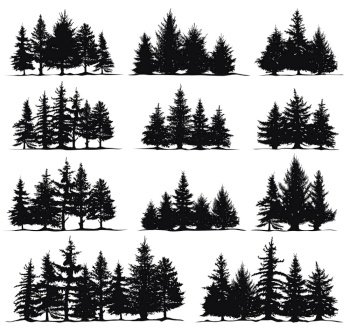 Forest background, nature, landscape. Evergreen coniferous trees
