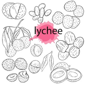 Drawing Cartoon Lychee Fruit And Vegetable Hand Account Decoration