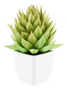 houseplant in pot isolated on white background