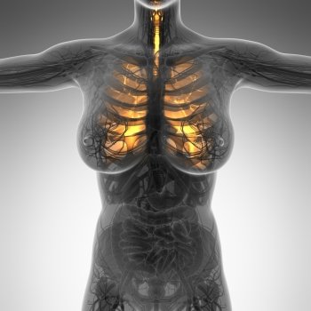science anatomy of woman body with glow lungs