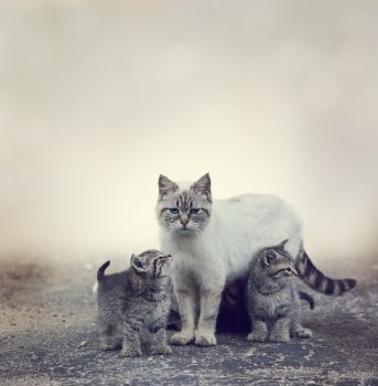 Homeless Kittens  Beside Their Mother Cat